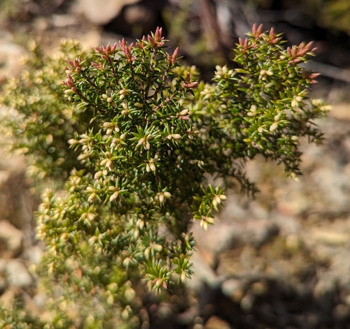 Image of Leptecophylla parvifolia by (c) Michael A. Alcorn, some rights reserved (CC BY)