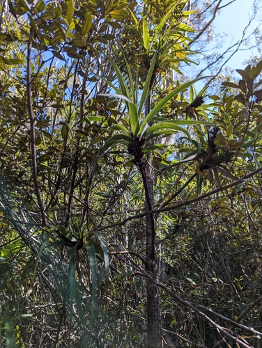 Image of Richea dracophylla by (c) Michael A. Alcorn, some rights reserved (CC BY)