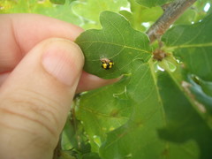 Dinocampus coccinellae
