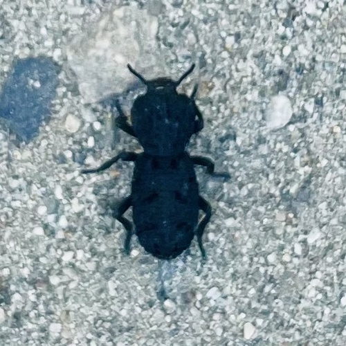 iNaturalist observation photo of Diabolical Ironclad Beetle