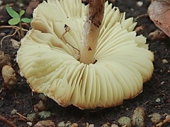 Lepiota elaiophylla