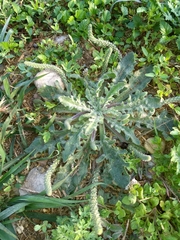 Plantago floccosa