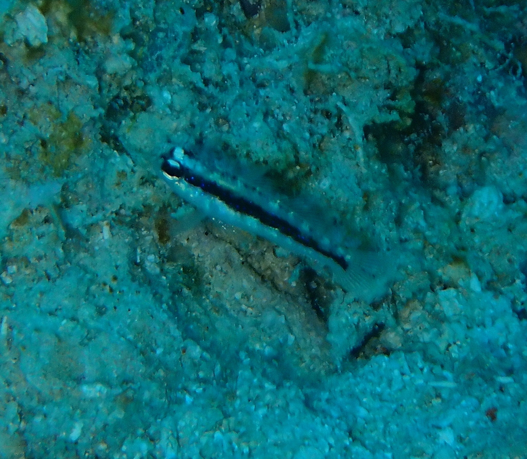 Striped Goby