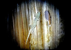 Gehyra papuana