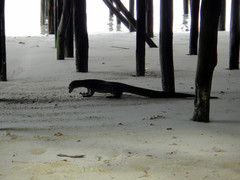 Varanus indicus