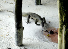 Varanus indicus