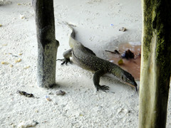 Varanus indicus