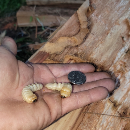 Spined Woodborer photo 3