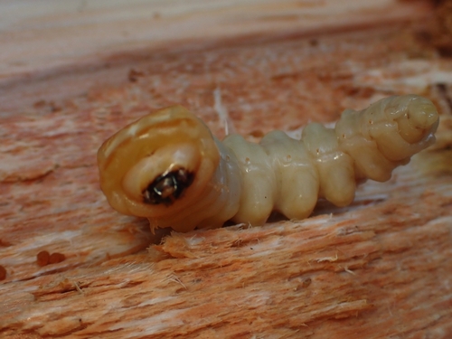 Ponderous Borer