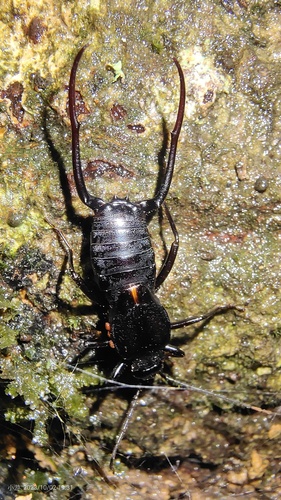 Allodahlia bispina · iNaturalist