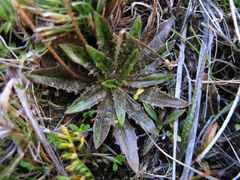 Plantago triandra