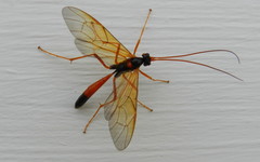 Opheltes glaucopterus barberi