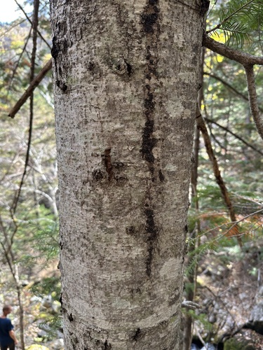 Hinggan fir (Abies nephrolepis)