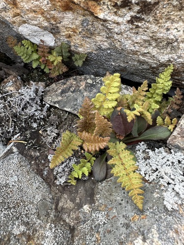 Korean woodsia (Woodsia subcordata)