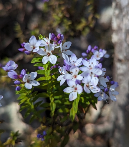 Image of Veronica formosa by (c) Michael A. Alcorn, some rights reserved (CC BY)