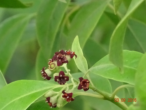 Santalum album iNat (3)