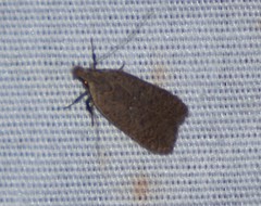 Dichomeris ventrellus