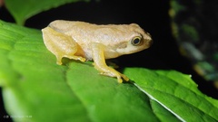 White-Cheeked Small Treefrog photo 2
