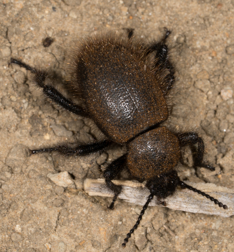 Woolly Darkling Beetle photo 6