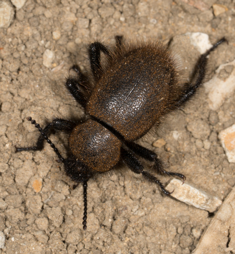 Woolly Darkling Beetle