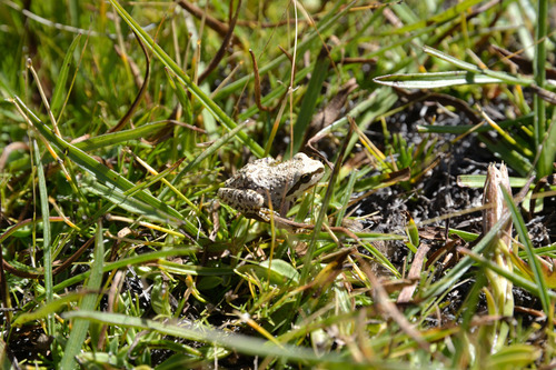 iNaturalist observation photo of Pacific chorus frog