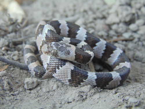 Mexican Lyre Snake