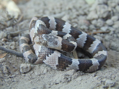 Mexican Lyre Snake photo 2