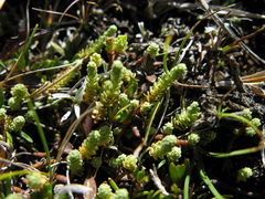 Kelleria paludosa