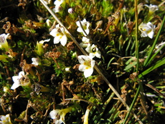 Euphrasia dyeri