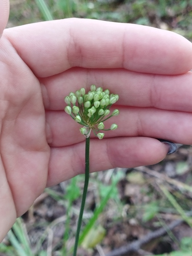 Allium sacculiferum, photograph 6
