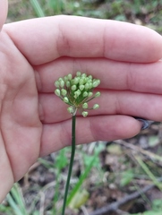 Allium sacculiferum, photograph (c) Tatyana Petrenko, some rights reserved (CC BY)