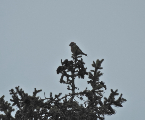 Parrot Crossbill (Loxia pytyopsittacus), photo 7