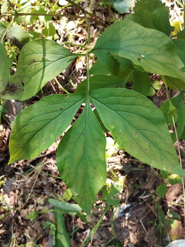 Paeonia lactiflora