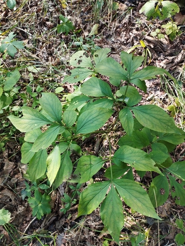 Garden Peony plant photo (Paeonia lactiflora)
