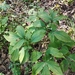 Paeonia lactiflora: Herkunft und Verwendung — foto 2