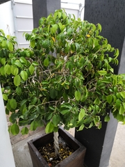 Ficus benjamina