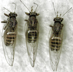 Bactericera cockerelli