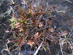 Juncus antarcticus