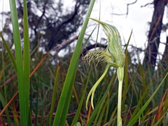 Pterostylis unicornis