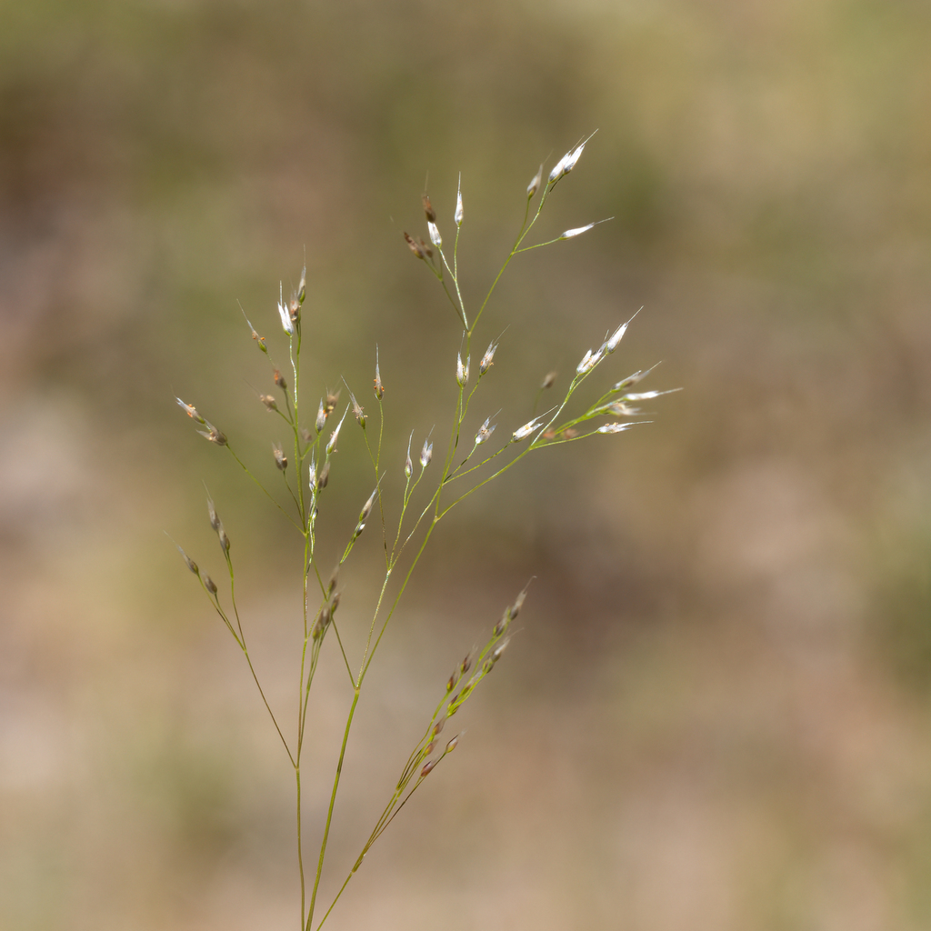 Silvery hairgrass