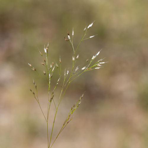 Aira cupaniana Guss.