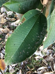 Miconia argentea