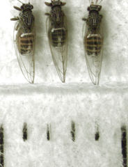 Bactericera cockerelli