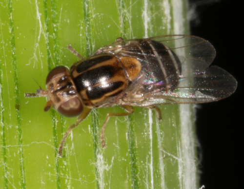Chloropidae