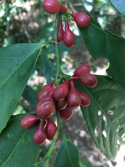 Lacistema aggregatum