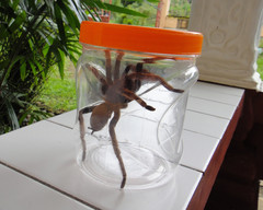 Selenocosmiinae