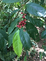 Lacistema aggregatum