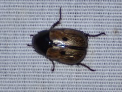 Anomala binotata