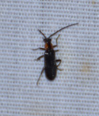 Rhagonycha lineola