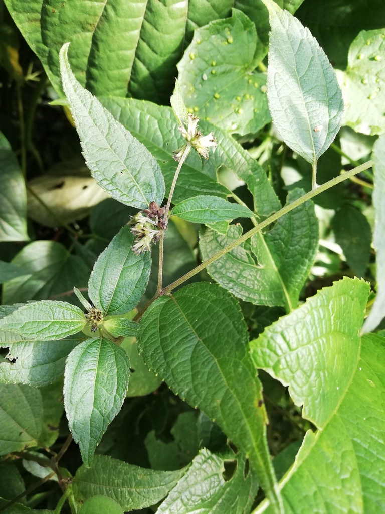 flowering plants from Pilsen, Itagüí, Antioquia, Colombia on September ...